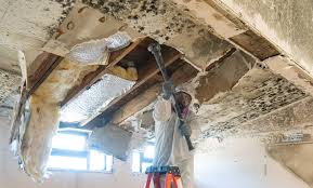 Why You Should Choose Our Mold Remediation Services in Speers, PA